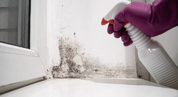 Best Water damage mitigation services  in USA